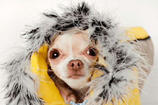 Cachorro com respiração ofegante durante o inverno: O que você precisa saber sobre a respiração de cães em clima frio