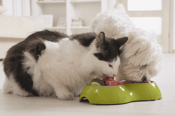 Cachorro de Porte Pequeno pode Comer Ração Hipoalergênica de Gato?