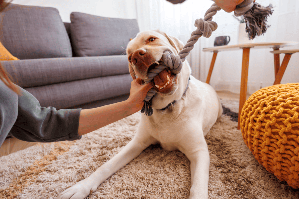 Brincadeiras de busca com cães em casa: 5 ideias para entreter seu pet dentro de casa