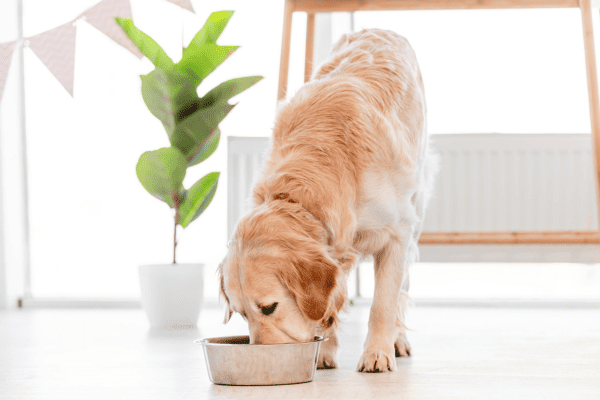 Nutrição para Cães com Câncer de Estômago: O Que Incluir na Alimentação para Evitar Desconfortos e Ter Melhor Digestão