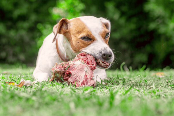 Alimentação natural crua para cães com problemas cardíacos: Como melhorar a saúde do coração com alimentos naturais