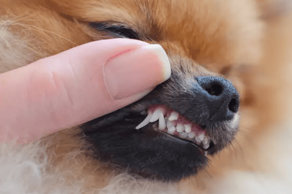 Alimentação ideal para cães com gengivas sensíveis durante a troca de dentes: Como escolher a melhor dieta na transição