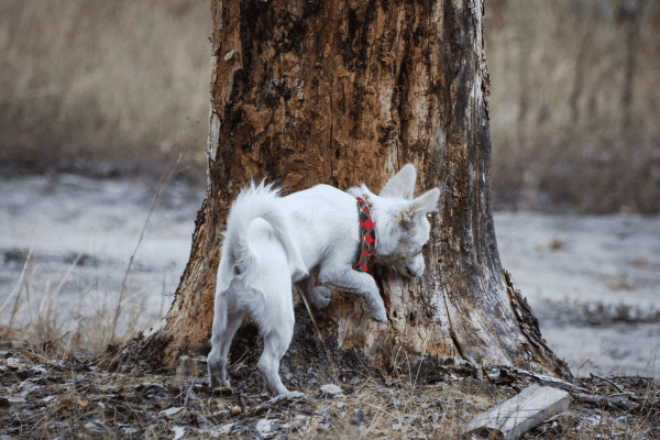 Brincadeiras de esconderijos com cães em quintais pequenos: Dicas para aproveitar espaços reduzidos