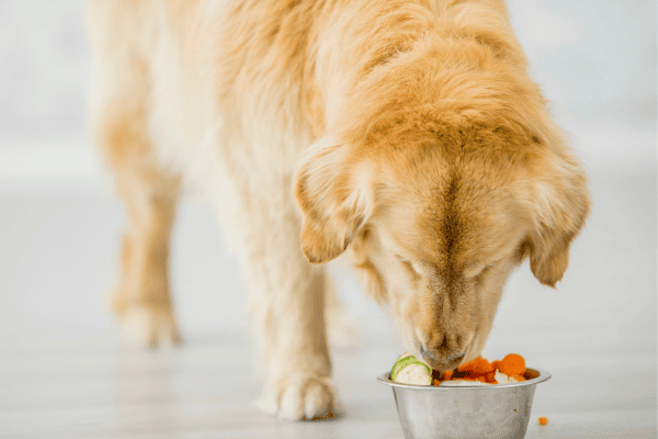 Dieta hipoalergênica para cães pequenos com intolerância ao glúten: Como ajustar e garantir uma alimentação sem riscos