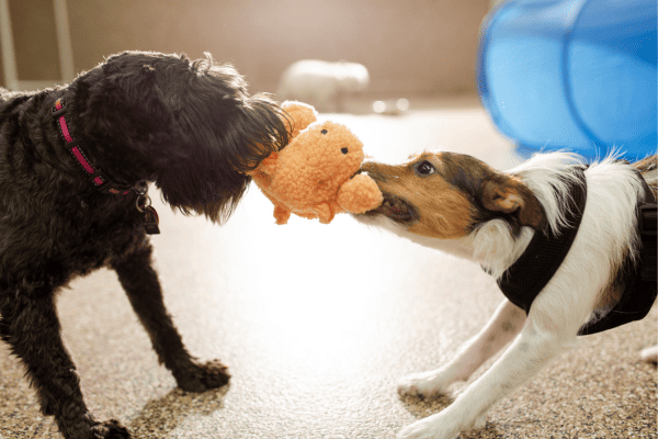 Brincadeira de Cabo de Guerra com Cães em Grupos: Como Organizar Sessões de Diversão com Vários Animais