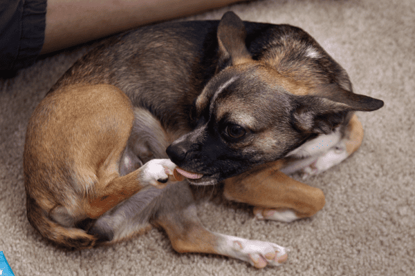 Cachorro lambendo muito as patas após o banho: Como lidar com essa obsessão por limpeza