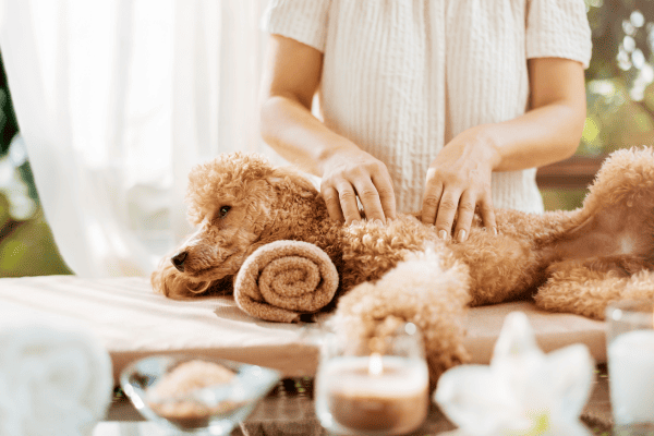 Massagem Terapêutica para Cães Nervosos: Benefícios para Animais com Ansiedade e Estresse