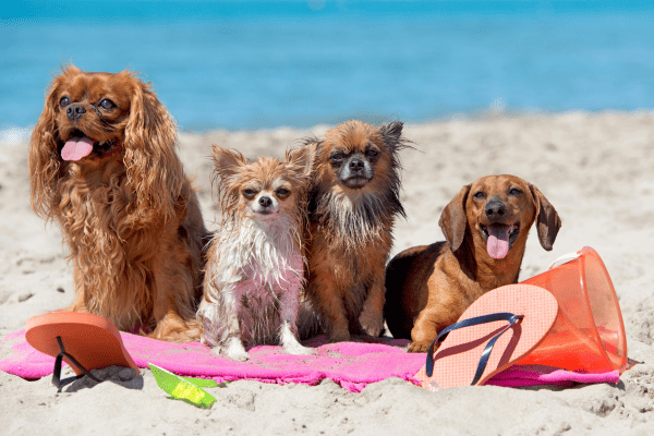 Aventuras na praia com cães com pelagem longa oleosa: Como proteger os pelos da areia e do sol