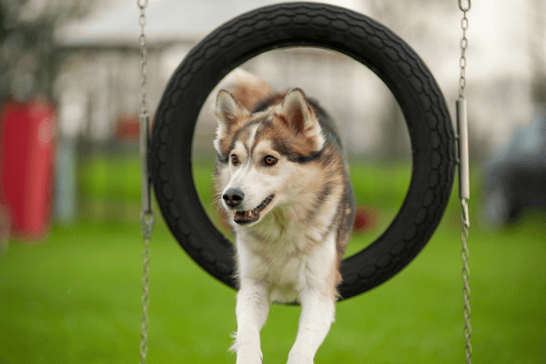 Desafios de obstáculos para cães em casa com materiais simples: Como improvisar com objetos do dia a dia