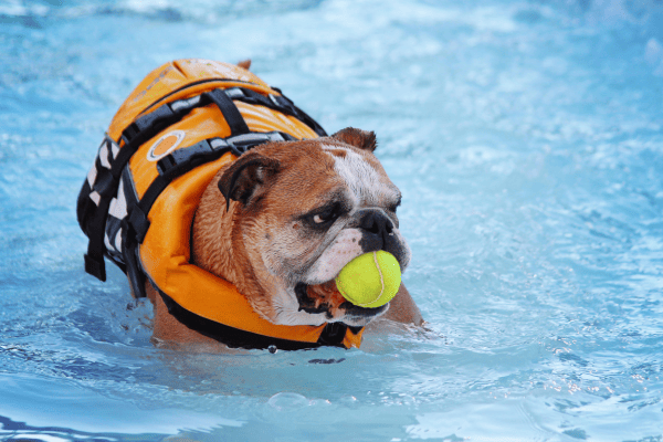 Piscina para cães de raças braquicefálicas: Como evitar riscos e garantir uma experiência agradável