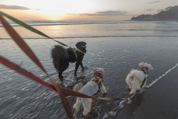 Caminhadas ao ar livre com cães em regiões de praia: Cuidados com o sal e o calor