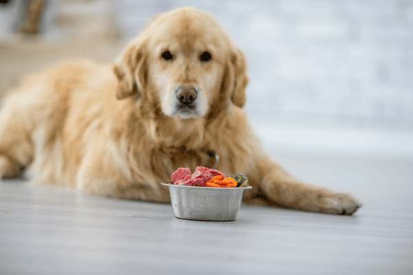 Como ajustar a alimentação para cachorro com estômago sensível em climas quentes e úmidos