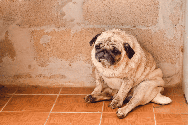 Cachorro se tremendo e com dificuldade de andar: Como lidar com problemas nas articulações