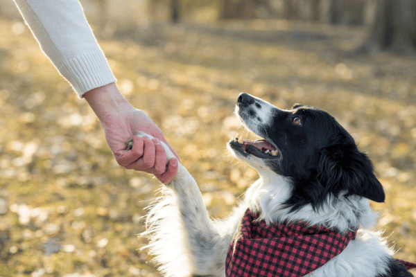 Treinamento de Truques com Cães para Crianças: Como Envolver os Pequenos no Processo de Aprendizado com Segurança