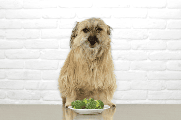 Alimentação para cães veganos com alergias alimentares: O que oferecer e como equilibrar as necessidades nutricionais