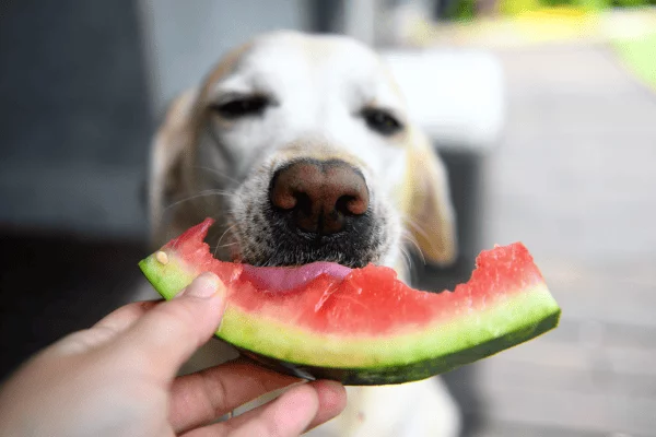 Dieta para Filhotes de Cães de Serviço Expostos a Longas Jornadas e Atividade Física Frequente