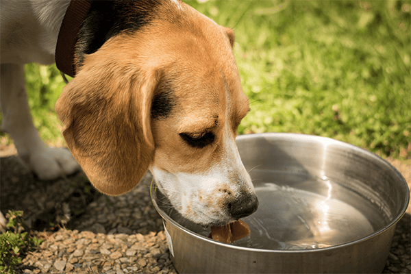 A Influência da Hidratação no Sistema Respiratório de Cães Obesos com Problemas Renais Crônicos