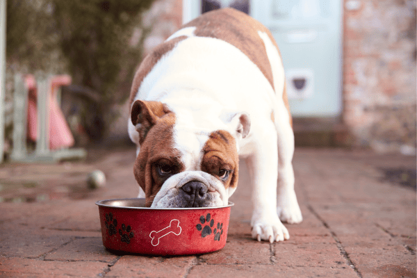 Comidas Caseiras para Alimentação Funcional para Cães Com Hábito de Comer Rápido e Necessidade de Satisfação Prolongada