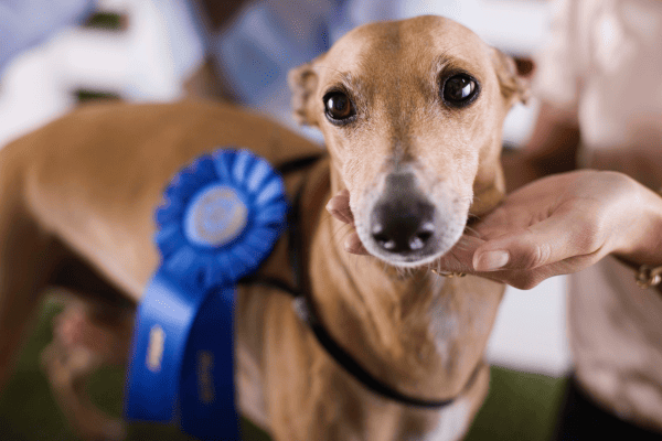 Eventos de Cães com Atrações de Convivência, Dicas de Cuidados, Exposições e Produtos Eco-friendly