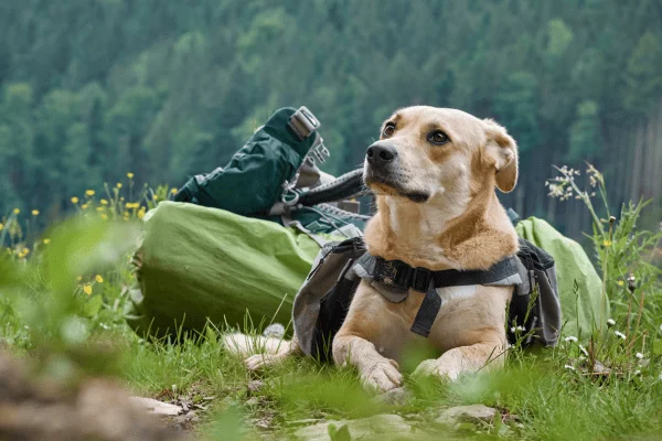 Cães e Trilhas nas Montanhas: Como Organizar a Melhor Aventura em Regiões Inexploradas