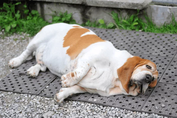 Doenças Cardíacas em Cachorros com Tendência a Obesidade e Sistema Imunológico Enfraquecido