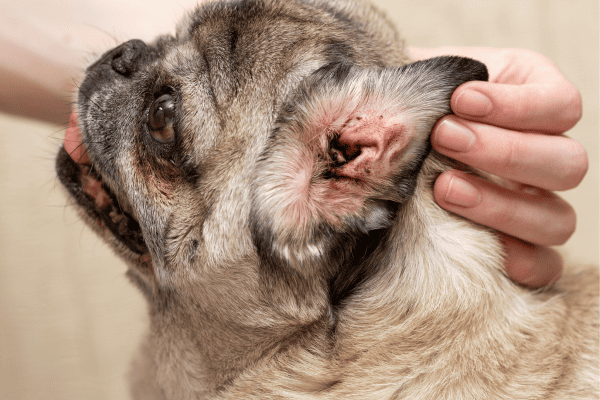 Cuidados Preventivos para Evitar Infecções no Ouvido em Cachorros Idosos com Imunidade Baixa e Pele Oleosa