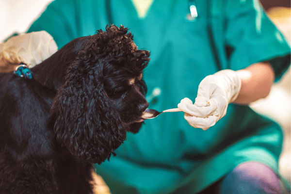 Vermífugos para cães com problemas renais e que se alimentam com alimentos crus expostos a ambientes de floresta