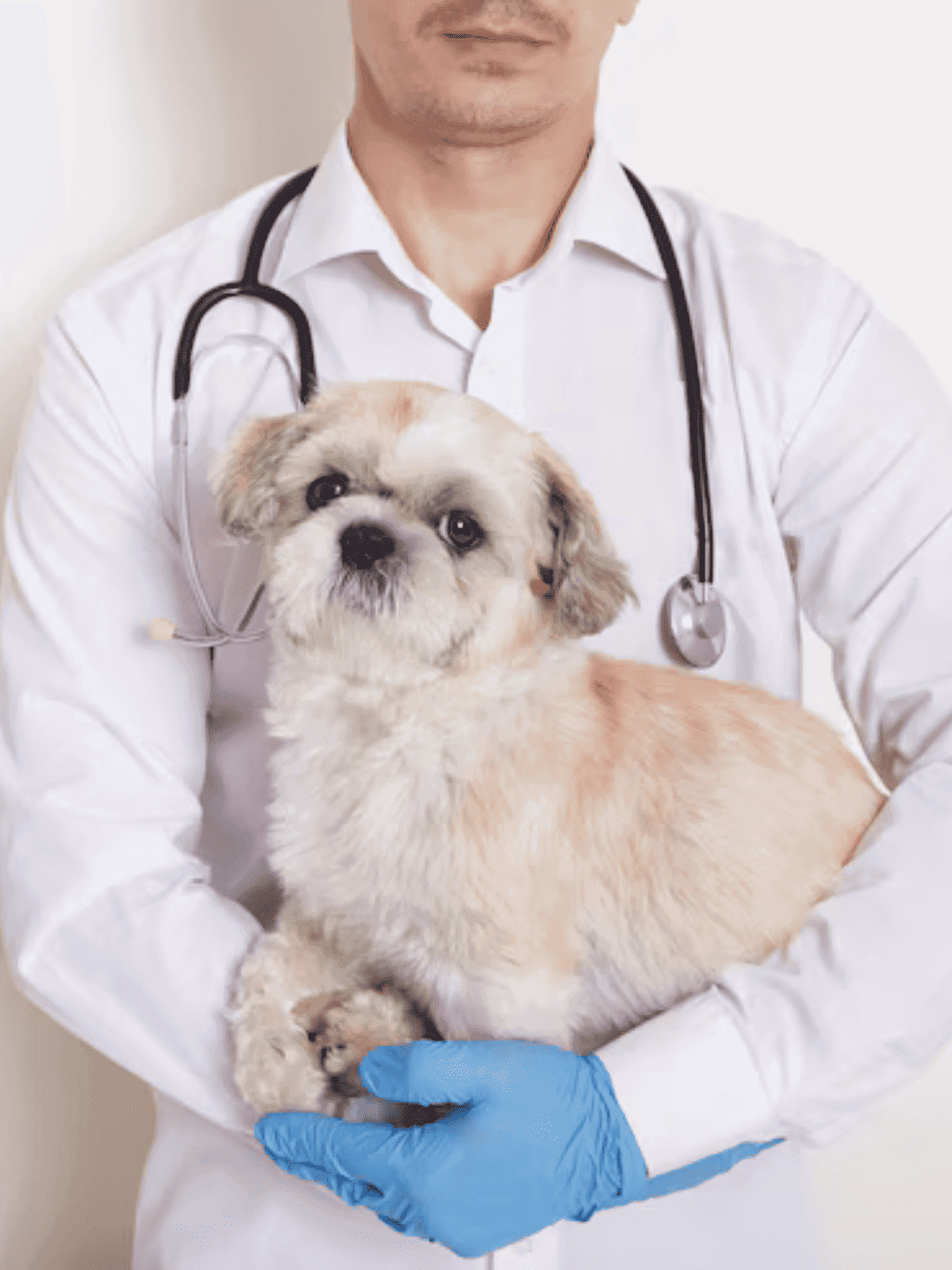 Coceira sem fim? Pode ser dermatite no Shih Tzu!