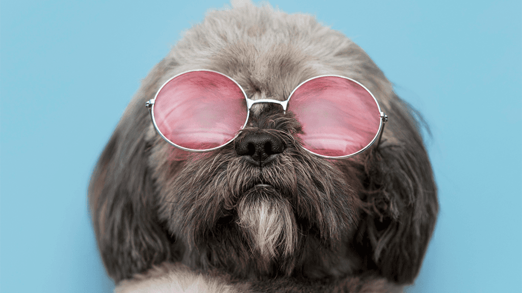 Acessórios Indispensáveis para Shih Tzu