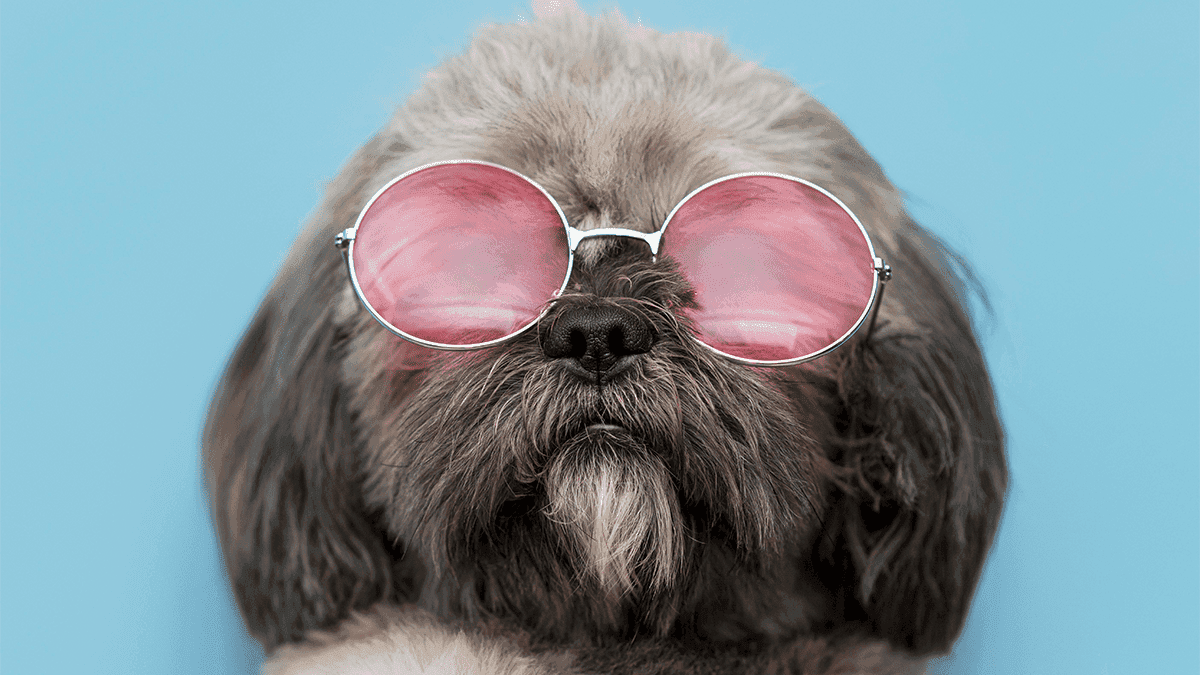 Acessórios Indispensáveis para Shih Tzu