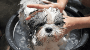 Acostumar o Shih Tzu ao Banho: Veja a Forma Correta!