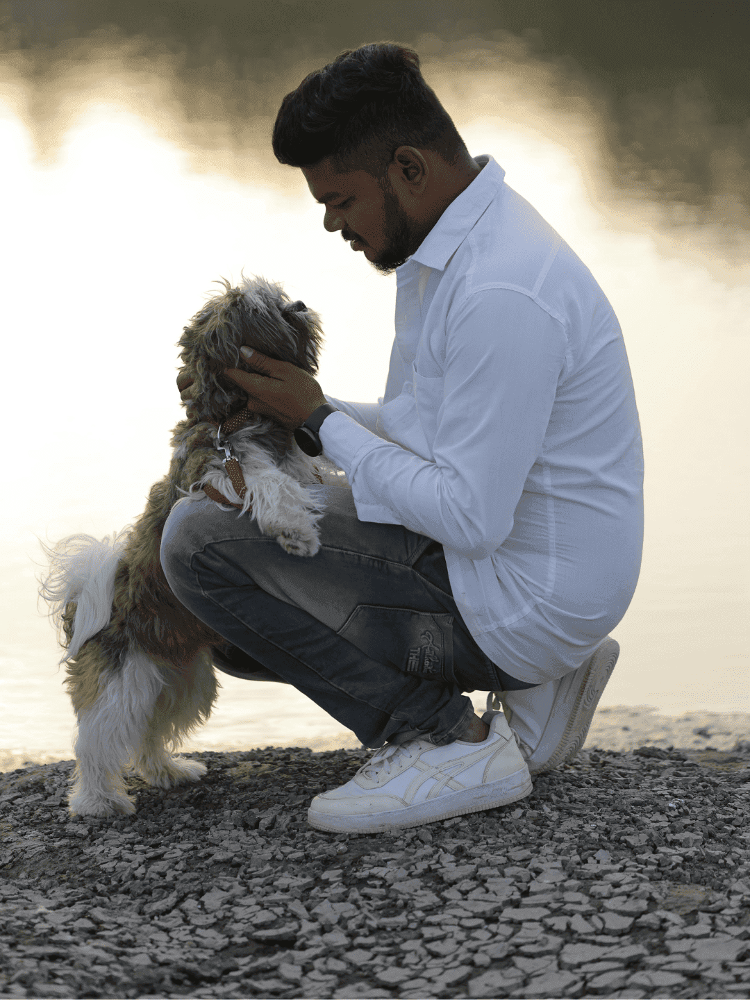 Ensine seu Shih Tzu com carinho e resultados!