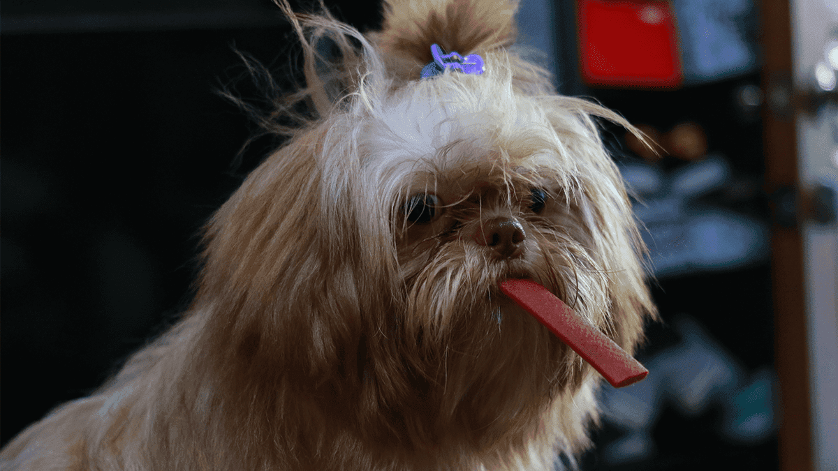 Alimentos Proibidos para Shih Tzu