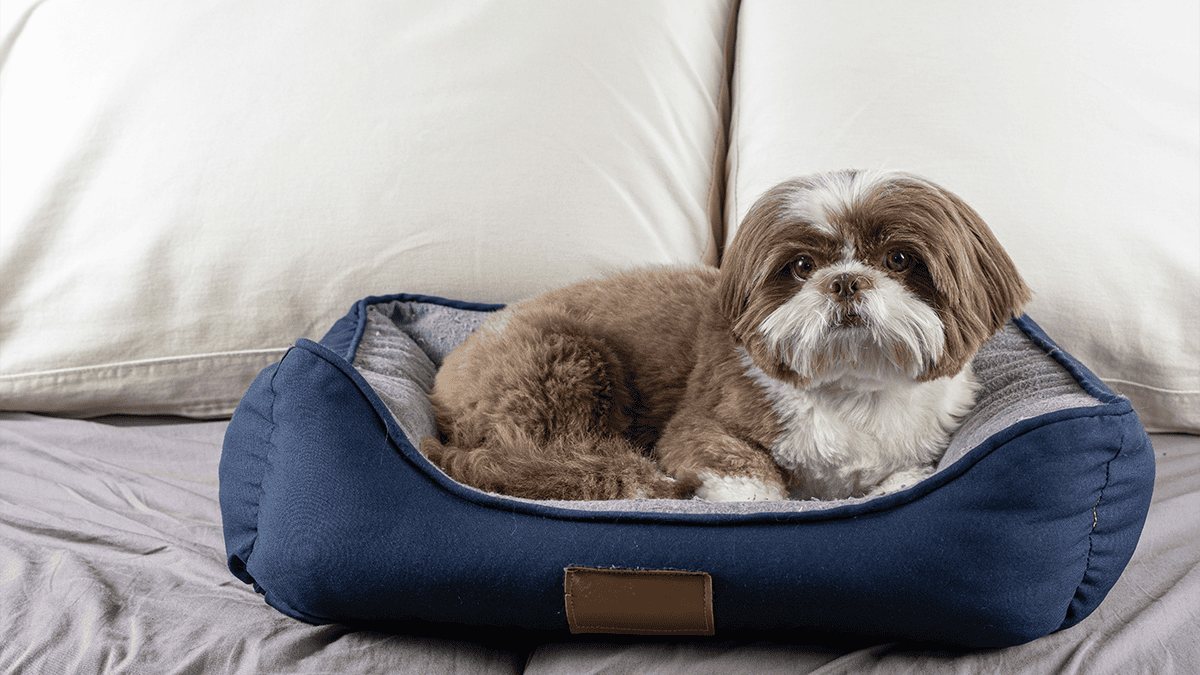 Camas ideais para Shih Tzu