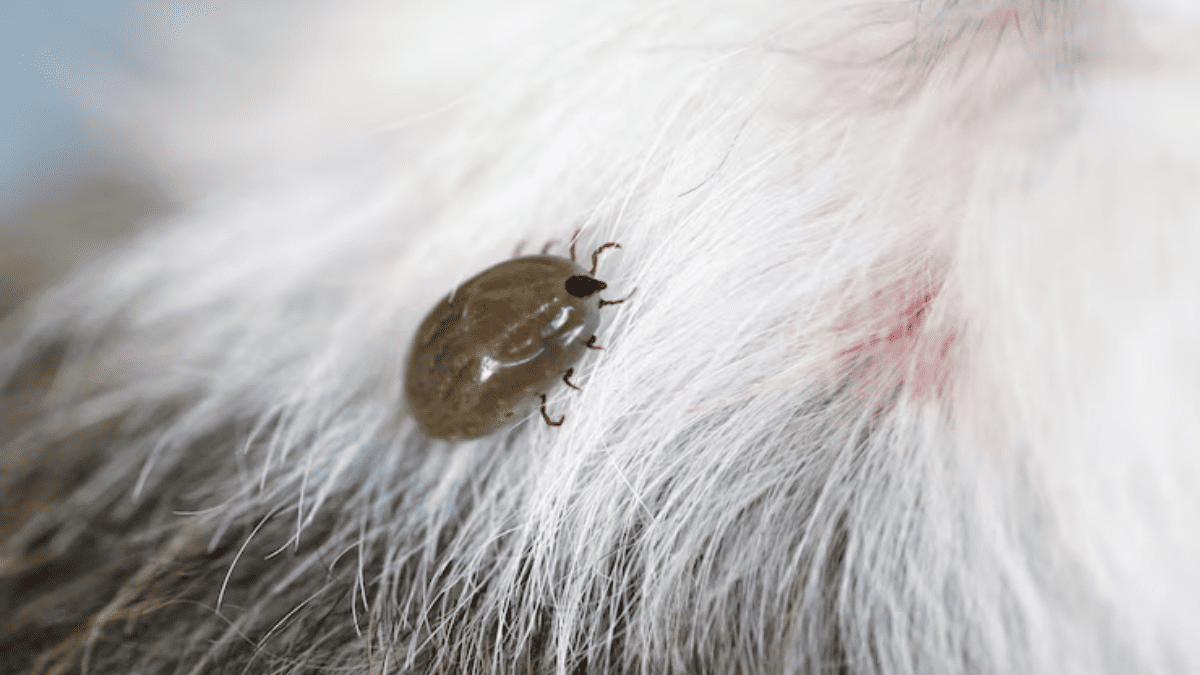 Combater pulgas e carrapatos