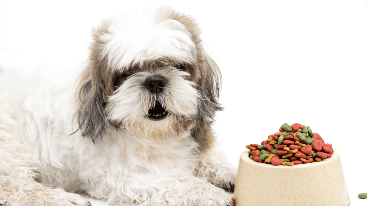 Como escolher a melhor ração para Shih Tzu filhote