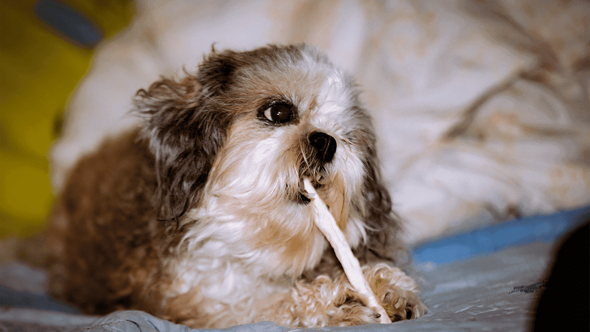 como oferecer petiscos para o Shih Tzu