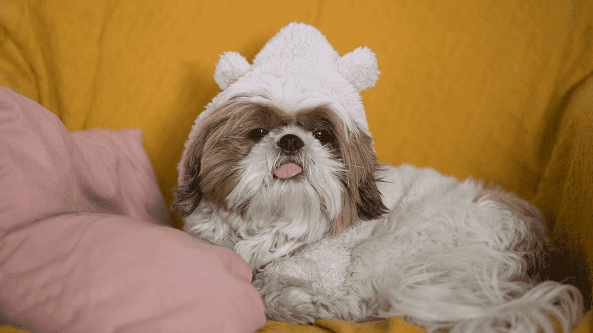 Cuidados com o Shih Tzu no frio