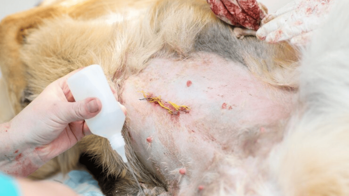 cuidados pós-castração