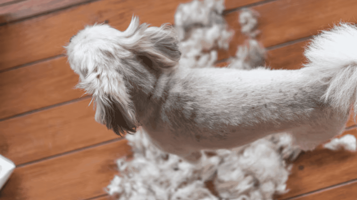 dermatite em Shih Tzu