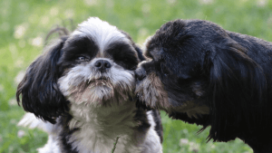 Diferença de comportamento do Shih Tzu: Entre Macho e Fêmea!