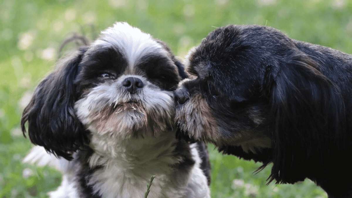 diferença de comportamento do Shih Tzu