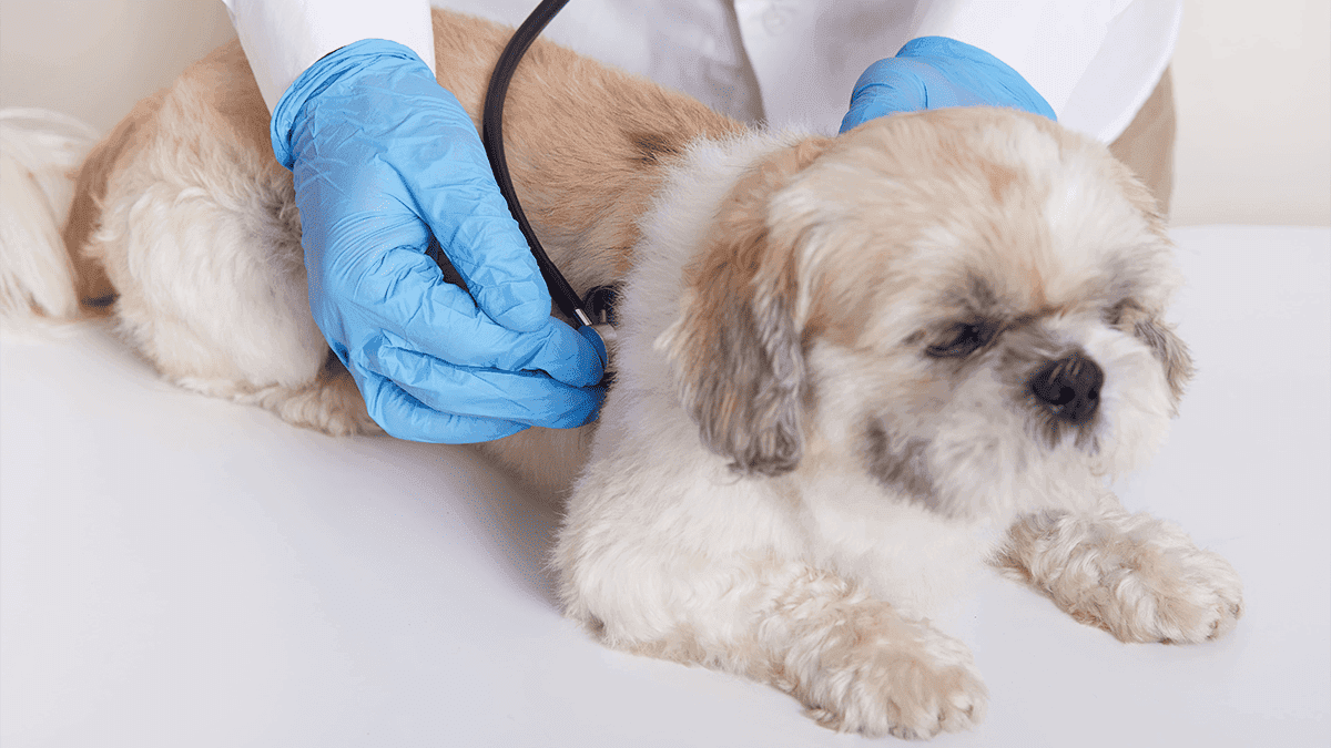 doencas respiratorias no shih tzu