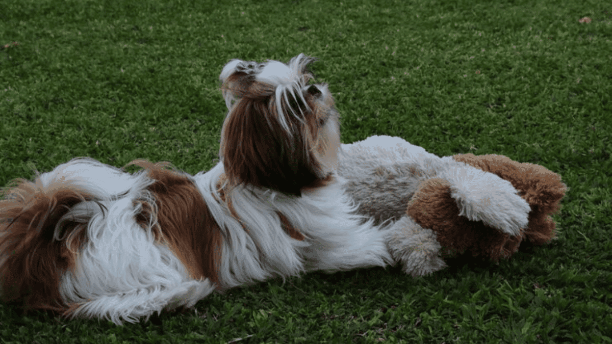 enriquecimento ambiental para Shih Tzu