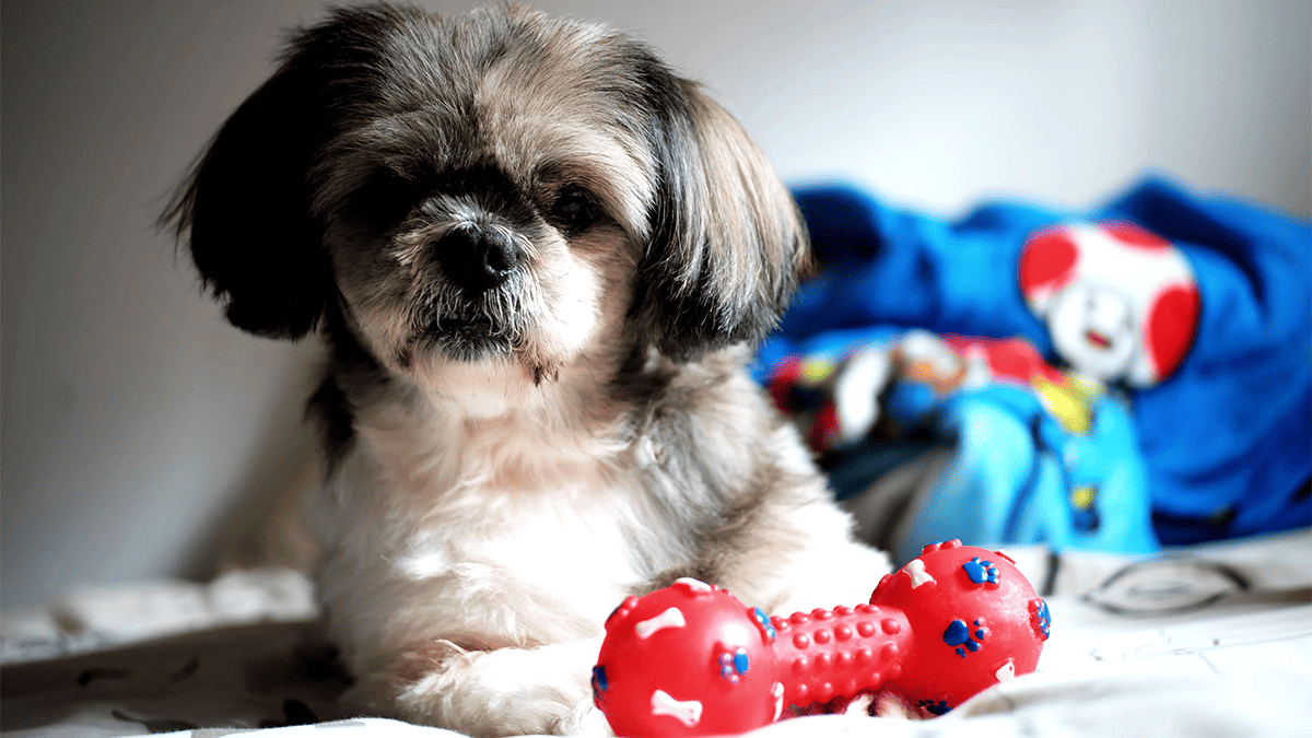 Ensinar Comandos Básicos ao Seu Shih Tzu