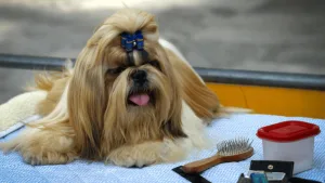 Kit de Higiene para Shih Tzu: Descubra como Montar Um!