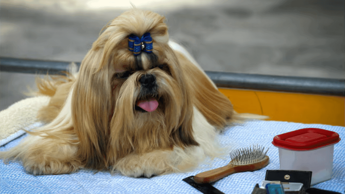 kit de higiene para shih tzu