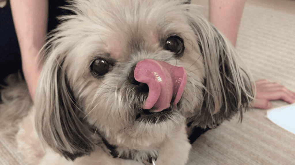 melhores petiscos naturais para Shih Tzu