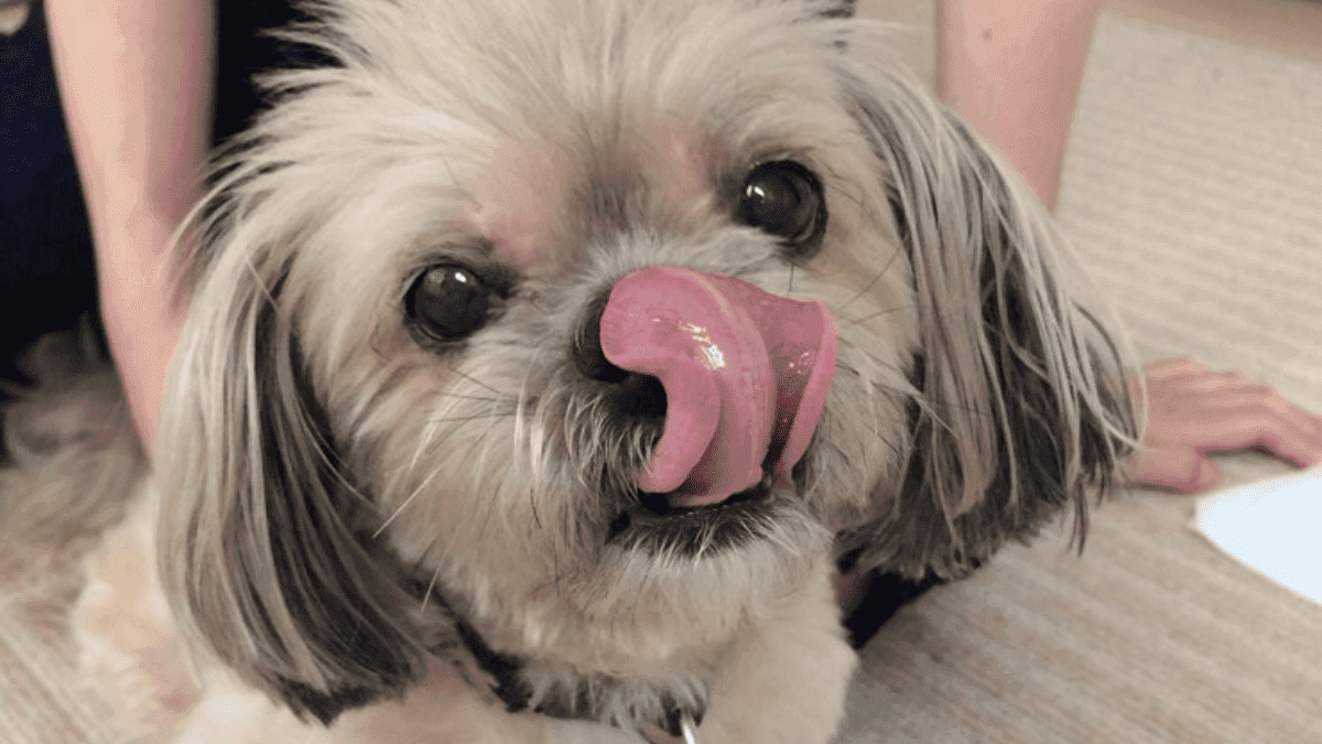 melhores petiscos naturais para Shih Tzu
