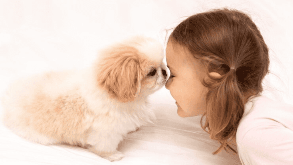 O Shih Tzu é bom com crianças